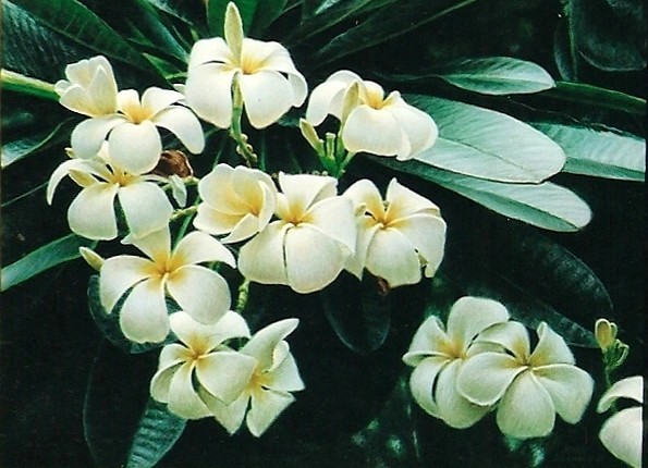 File:Aloha 12x16 - Plumeria.jpg
