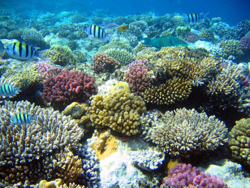File:Ptolomea-mesantine-coast-coral-reefs.jpg