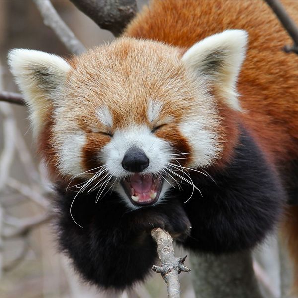 File:Yawning-Red-Panda.jpg